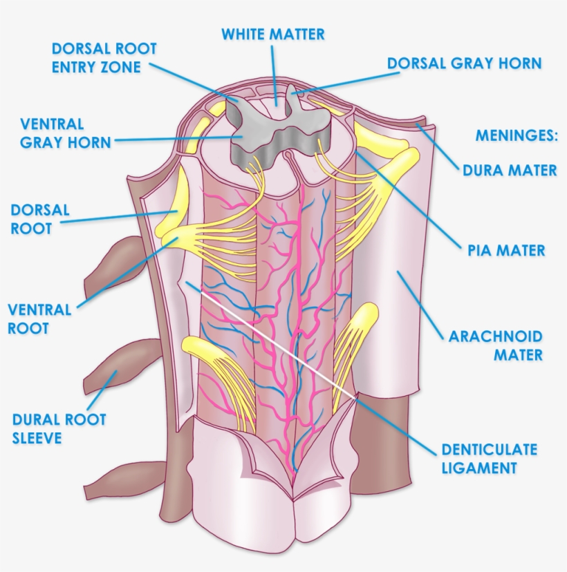 Spinal Cord Meninges - Spinal Cord Anatomy Denticulate Ligaments, transparent png download