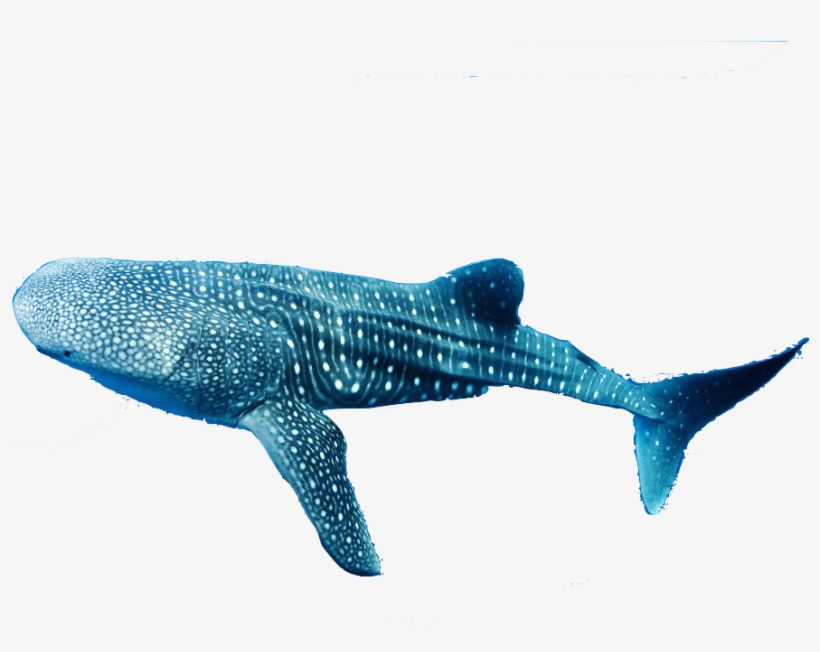 Extreme Organisms - Whale Shark No Background, transparent png download