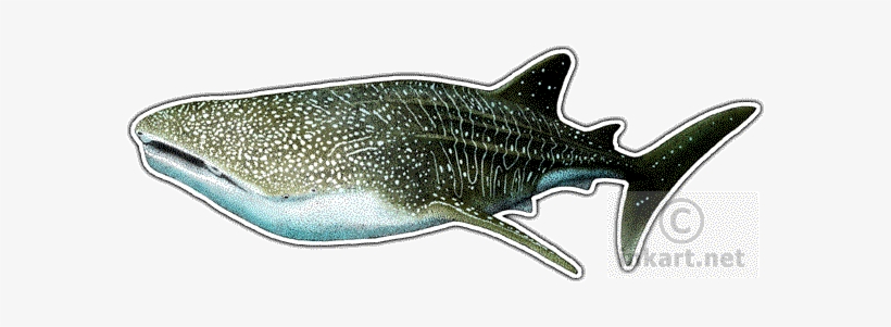 Whale Shark Decal - Whale Shark Postcards (package Of 8), transparent png download