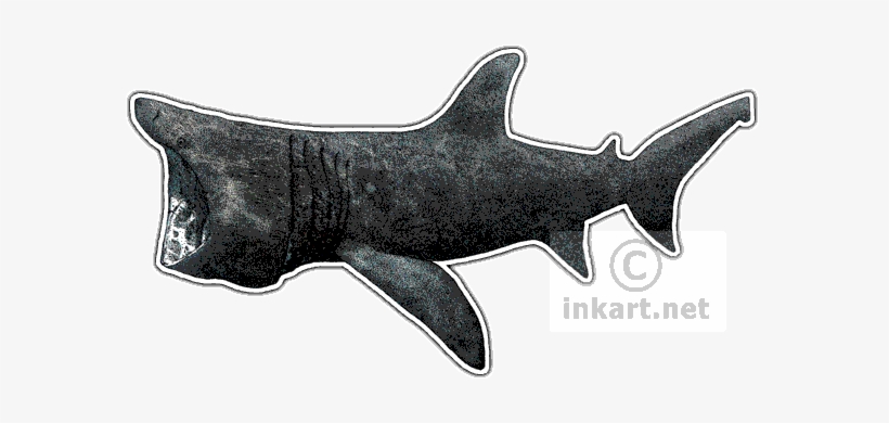 Basking Shark Decal - Basking Shark Throw Blanket, transparent png download