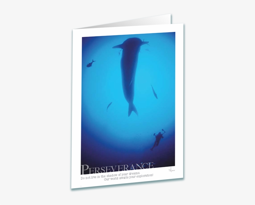 Whale Shark Greeting Card - Underwater, transparent png download