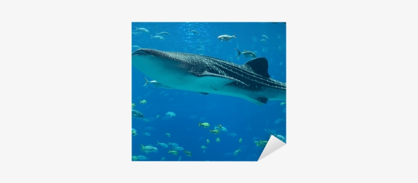 Whale Shark, transparent png download