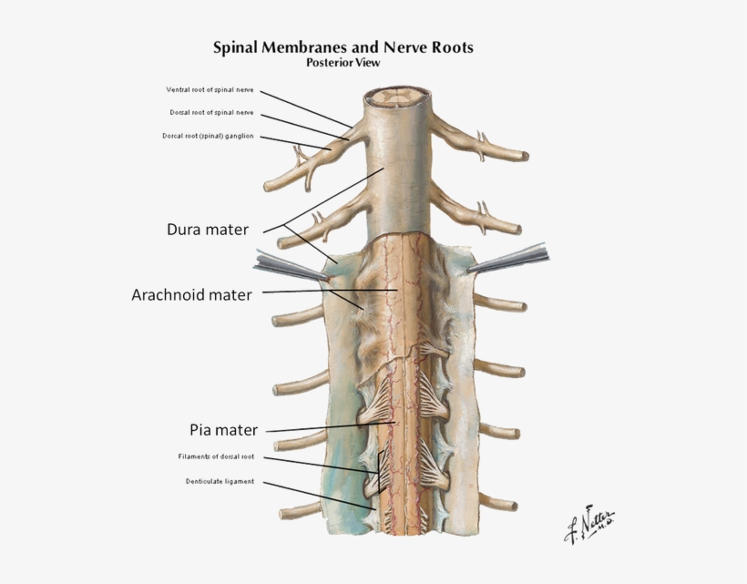 Spinal Cord Meninges [3] - Denticulate Ligaments And Filum Terminale, transparent png download