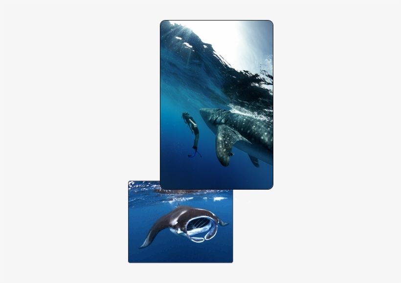 Scuba Diving Playa Del Carmen Mexico Playa - Underwater, transparent png download
