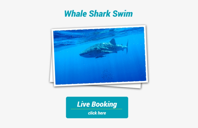 For All Information Please Call 08 9949 1208 Or Complete - Ocean, transparent png download