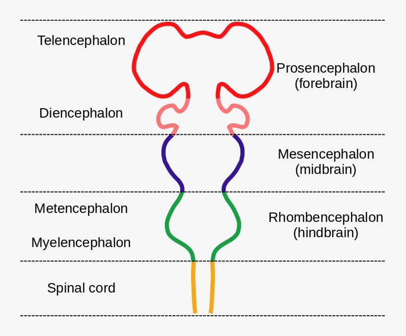 Embryonic Brain, Before It Folds Up Into What We Recognize - Embryological Divisions Of The Brain, transparent png download