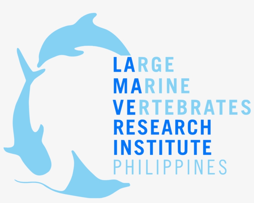 Lamave Continues To Study Whale Sharks In Five Key - Large Marine Vertebrates Research Institute Philippines, transparent png download