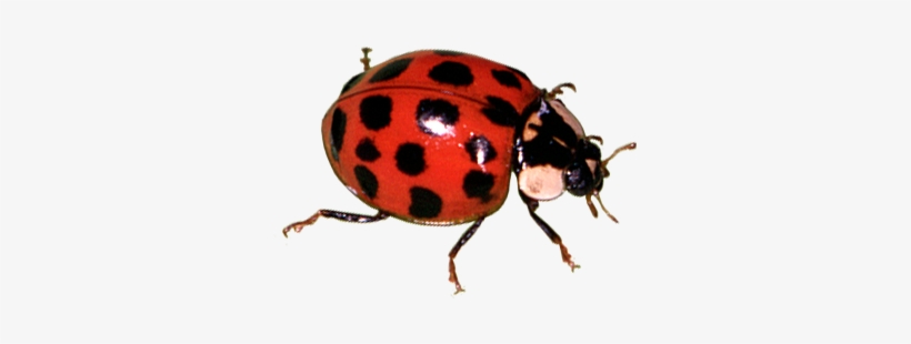 Other Bugs - Bugs, transparent png download