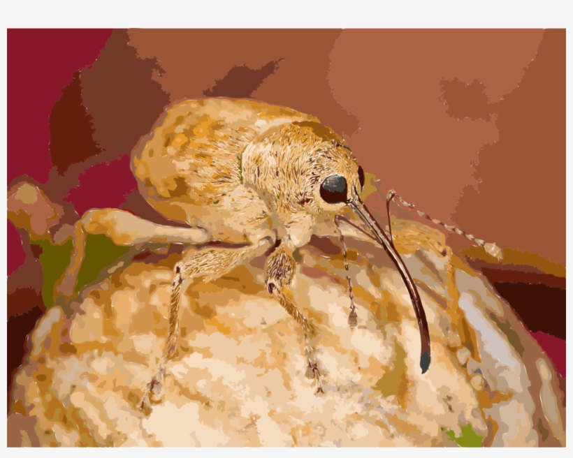 Beetle Curculio Glandium True Bugs Curculio Nucum Acorn - 101 Weird And Disturbing Animal Facts, transparent png download