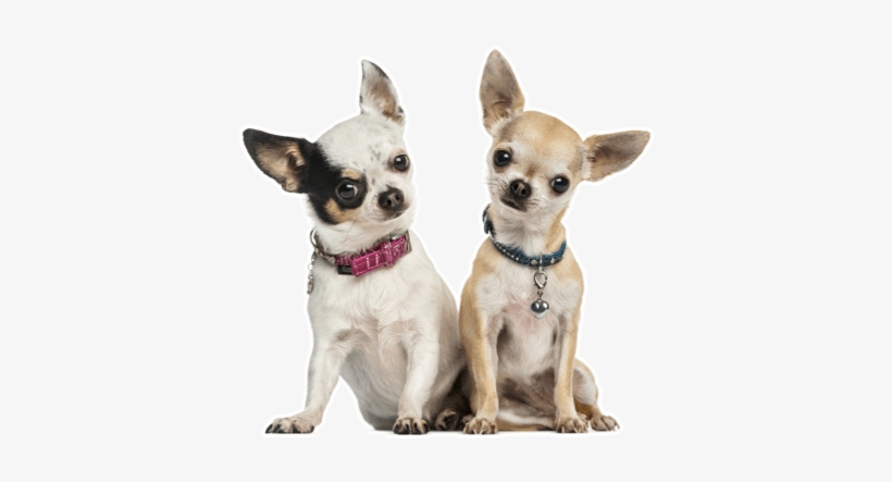 Looking For A Chihuahua Puppy Or Dog In Indianapolis, - Cute Chihuahua Pictures With Captions, transparent png download