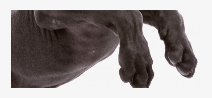 Pup Jumping Full Body1200h Png - Manatee, transparent png download