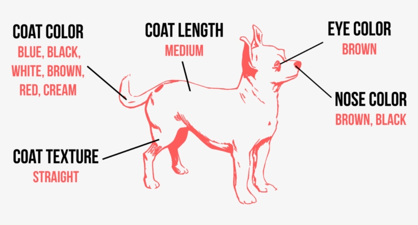 As Was Mentioned, The Size Of A Chihuahua Can Vary - Theq Camera,the First Social Camera,black And Blue,5mp,underwater, transparent png download