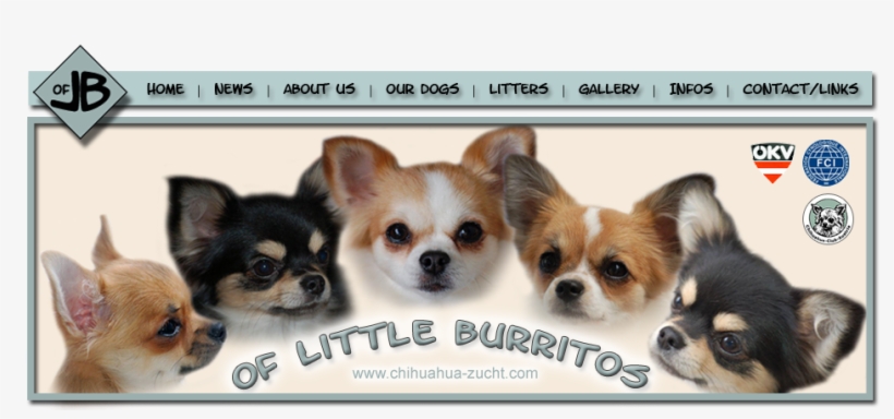 Chihuahua, transparent png download