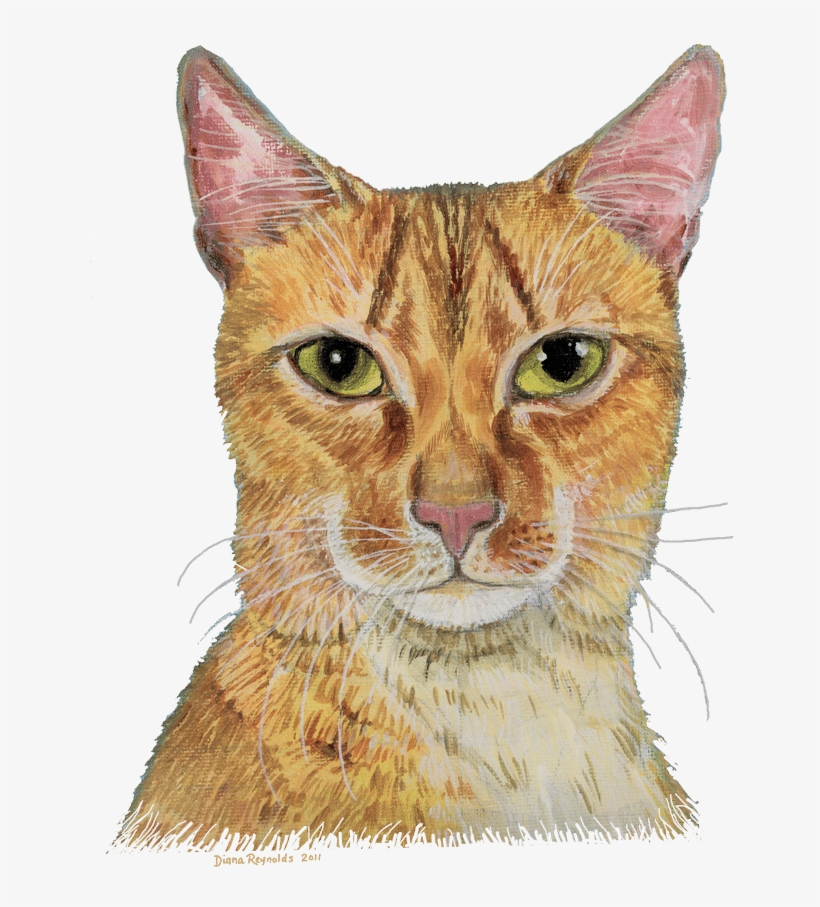 Long Haired Abyssinian Cat Watercolour - Cat, transparent png download
