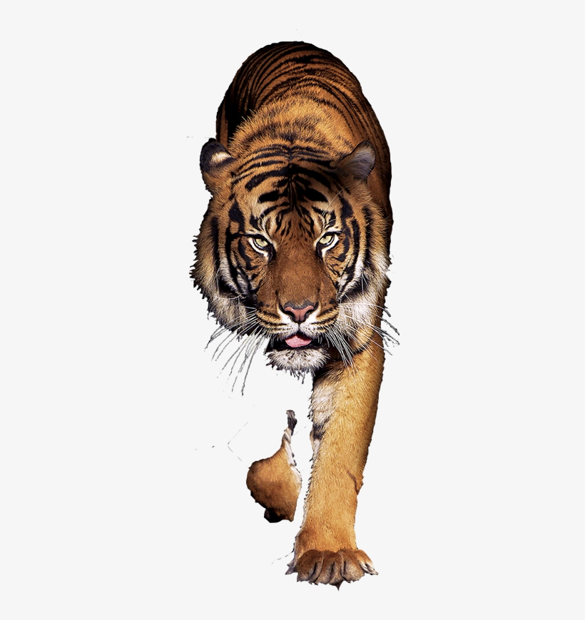 Coolpad Note 5 (royal Gold, 32 Gb), transparent png download