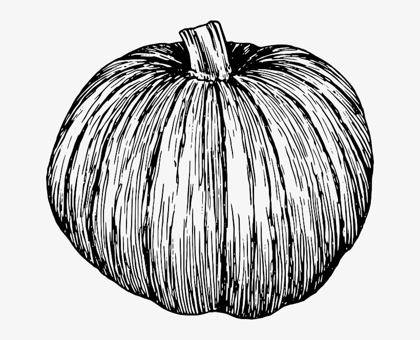 Pinart White Pumpkin Watercolor - Black And White Pumpkin Drawing, transparent png download