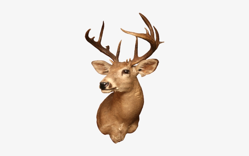 “gabino's Trophy Hunts Offers You A Chance To Take - Reindeer, transparent png download
