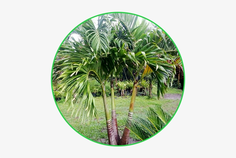 Adonidia - Palm Trees, transparent png download