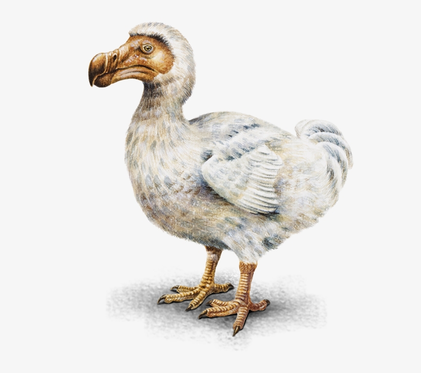 Ocean Birds Transparent Background - Can A Dodo Bird Fly, transparent png download