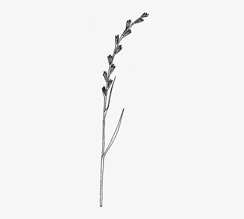 Spikelets In Alternate Rows Or A Dense Cluster, But - Single Grass Png, transparent png download