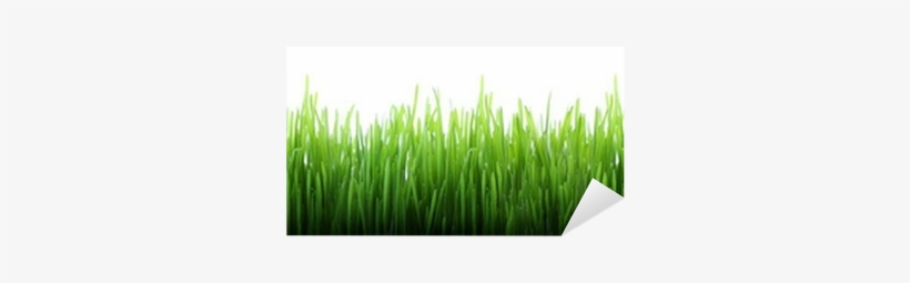 Grass, transparent png download
