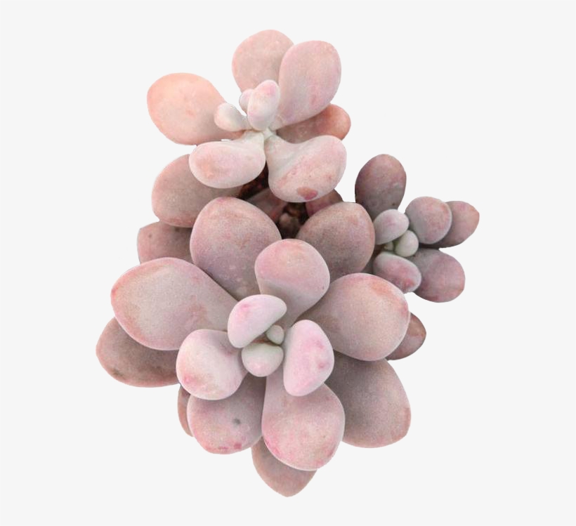 Couples Therapy - Moonstones Pachyphytum, transparent png download