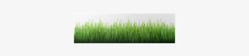 Grass, transparent png download