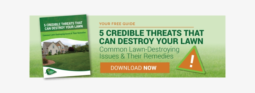 Threats To Beautiful Grass And Lawn Care Remedies - Lawn, transparent png download