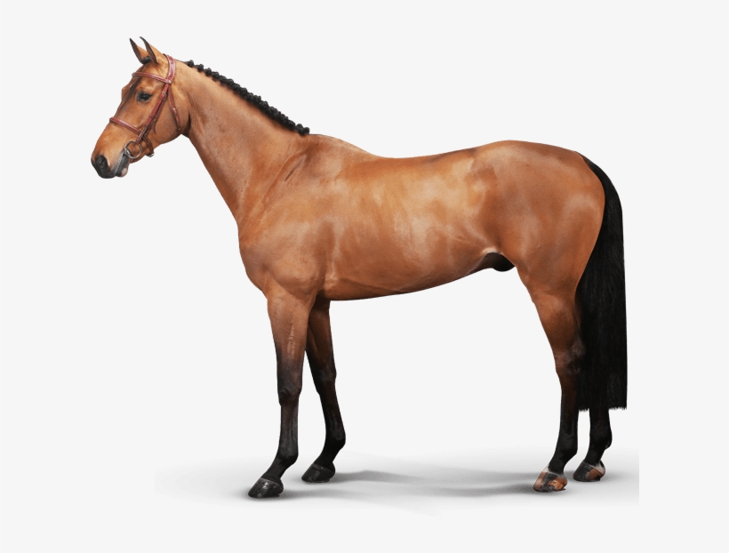 Maestro Vica V/d Ark - Rambo Stable Plus With Vari Layer, transparent png download