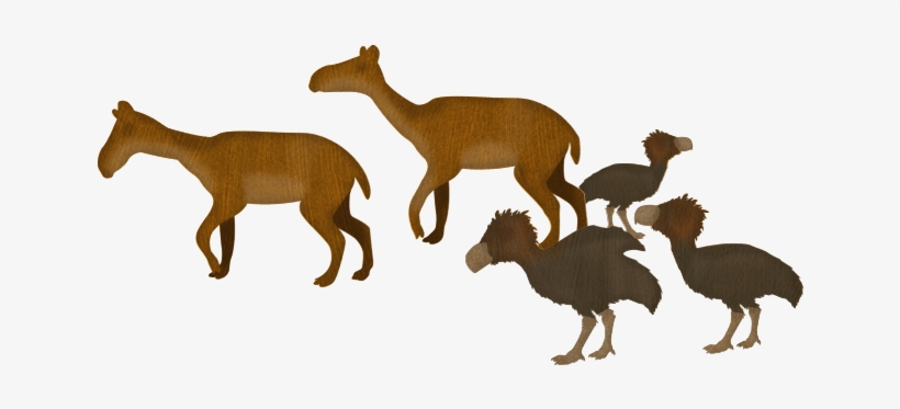 Animals On The Ark - Many Kinds Of Animals, transparent png download