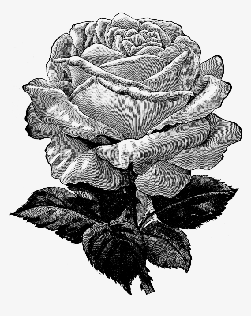Free Vintage Rose Graphic - Black And White Rose Transparent Background, transparent png download