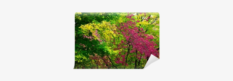 Colorful Autumn Forest Trees Background Wall Mural - Bougainvillea, transparent png download