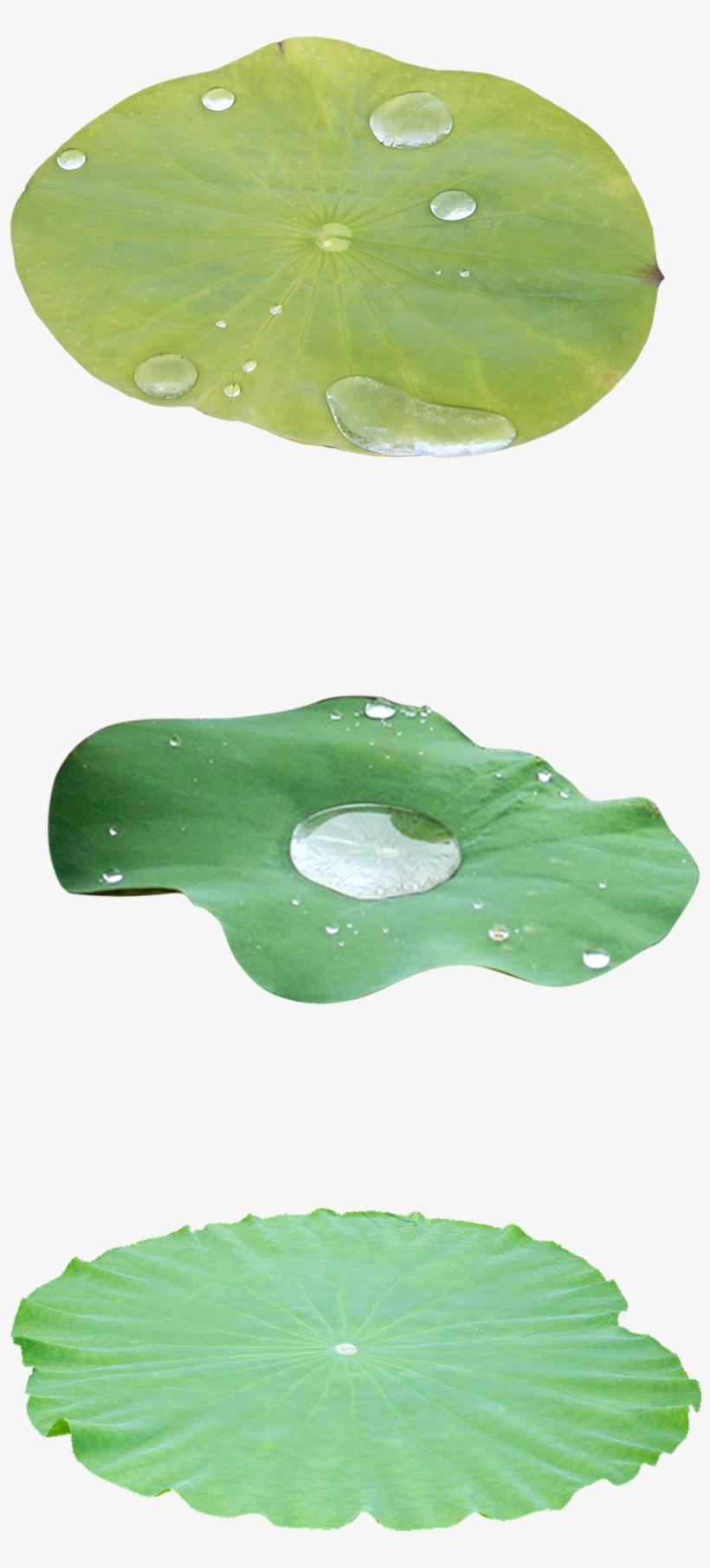 Green Lotus Leaf Decoration Vector - Spanish Cherry, transparent png download