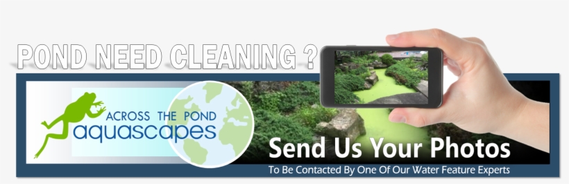 20 Common Pond Myths In Bucks & Montgomery Counties - Frog Jumping Contest, transparent png download