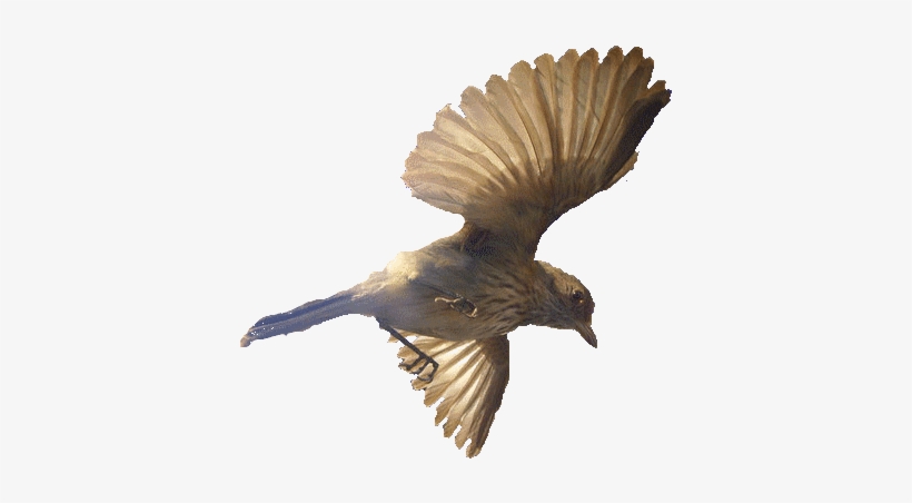 Birds Stock 46 By Hatestockl - Portable Network Graphics, transparent png download