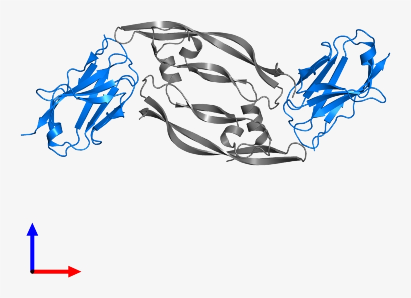 <div Class='caption-body'>pdb Entry 5fv1 Contains 2 - Illustration, transparent png download
