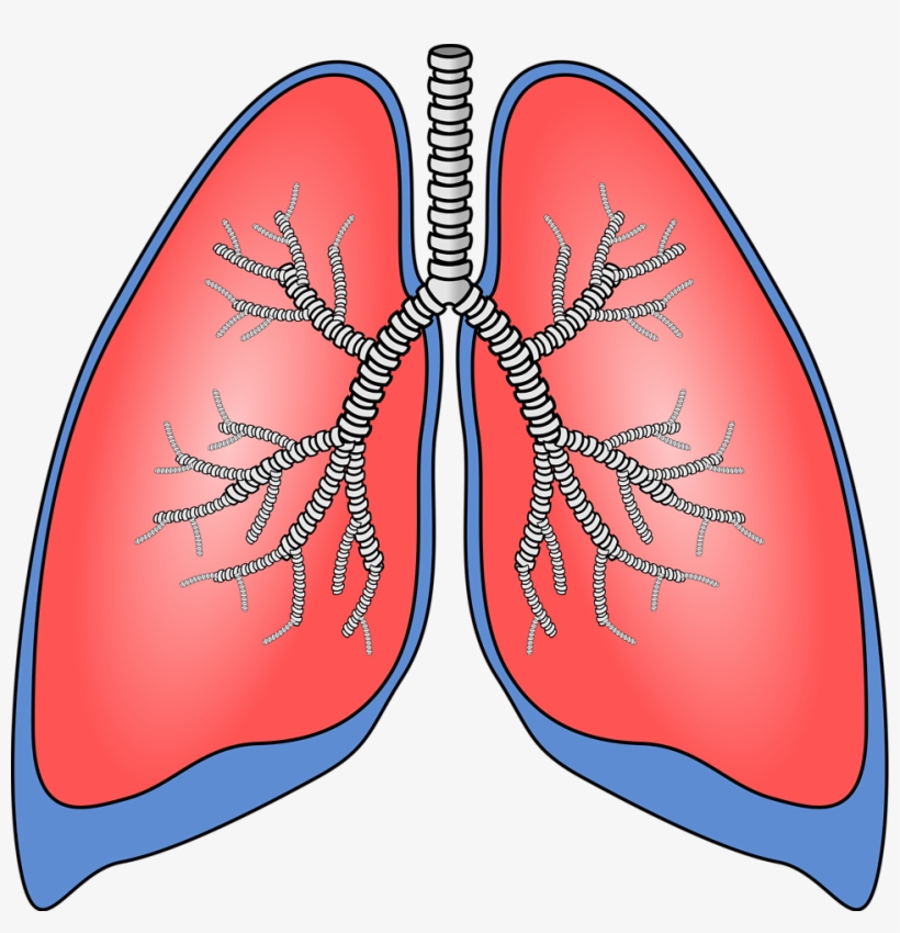 Polmoni Lung - Lung Clipart, transparent png download