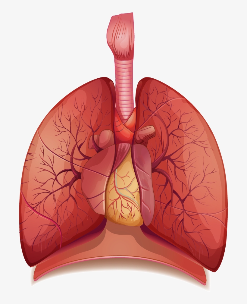 840 × - Human Lungs Png, transparent png download