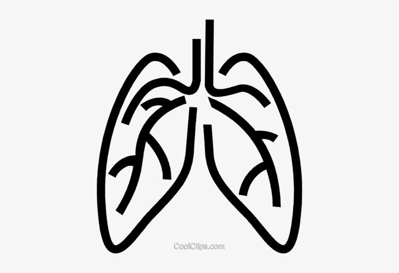 Human Lungs Royalty Free Vector Clip Art Illustration - Human Lungs Clipart Black And White Png, transparent png download