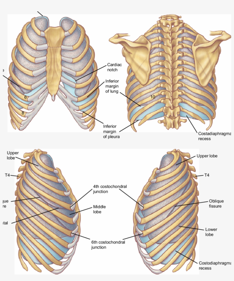 Surface Projections Of The Pleurae And Lungs - Surface Projection Of The Pleura And Lungs, transparent png download