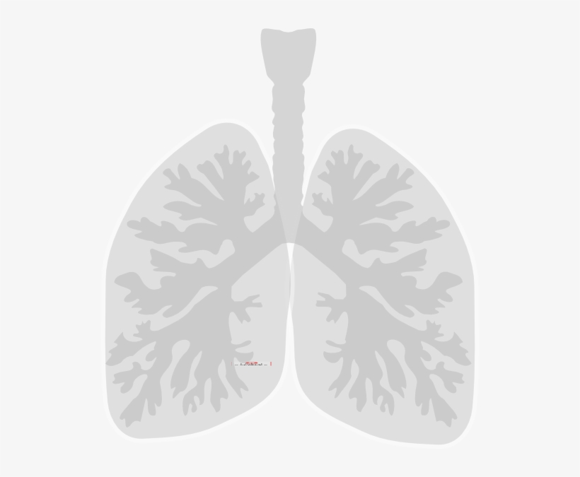 Small - Lungs Clip Art, transparent png download