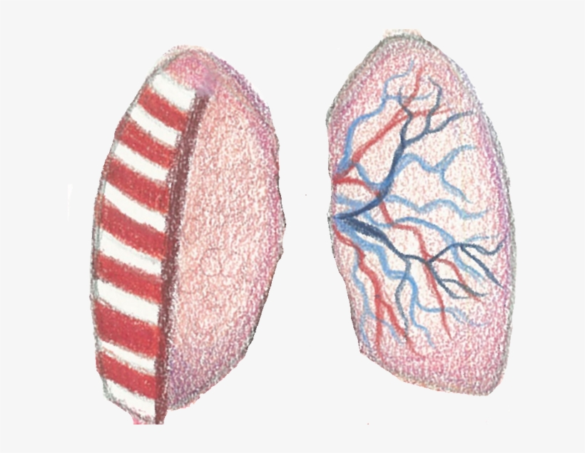 Lungs - Illustration, transparent png download