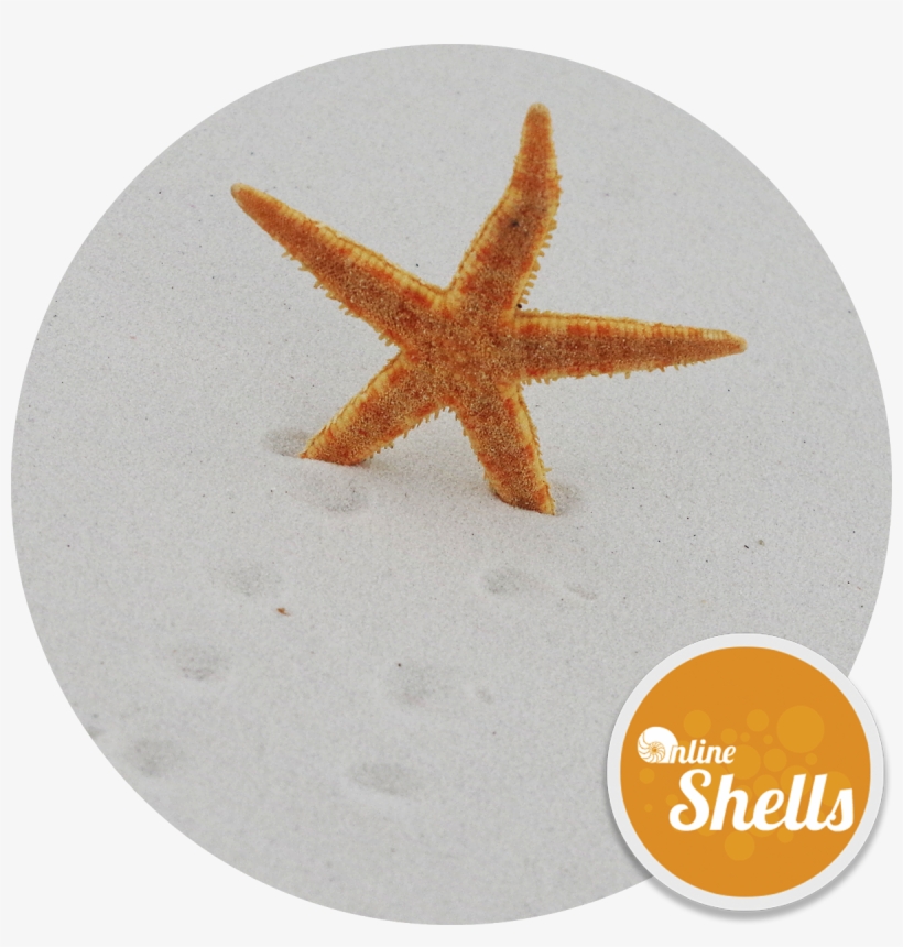 Starfish - Seashell, transparent png download