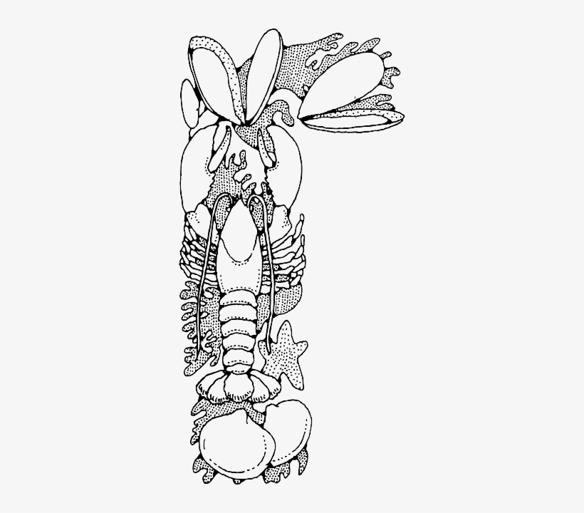 Food, Outline, Star, Cartoon, Fish, Lobster, Starfish - Seafood Clip Art, transparent png download