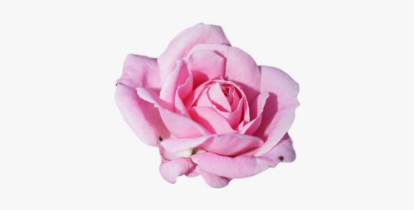 The Jamberry Png Logos Do Not Have The Border, They - Roberts Distilled Water Alle Rose Tonic 300ml, transparent png download