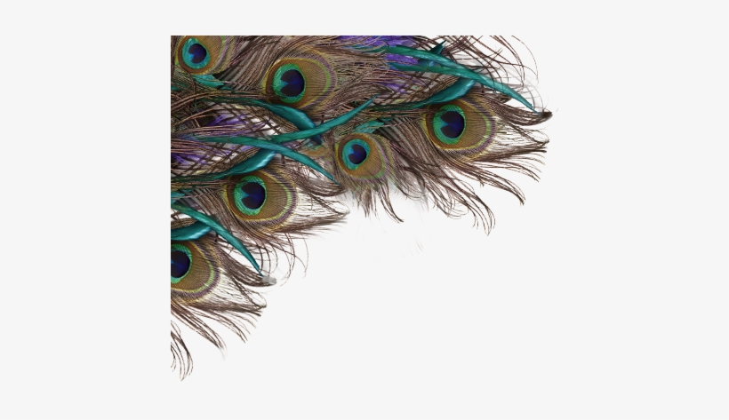 Peacock Feather Clip Art Png - Happy Krishna Janmashtami Quotes, transparent png download