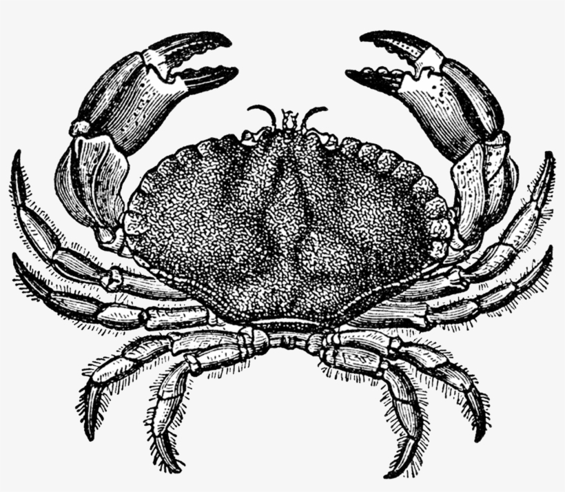 Free Digital Stamps Stamp Crab - King Crab Black And White, transparent png download