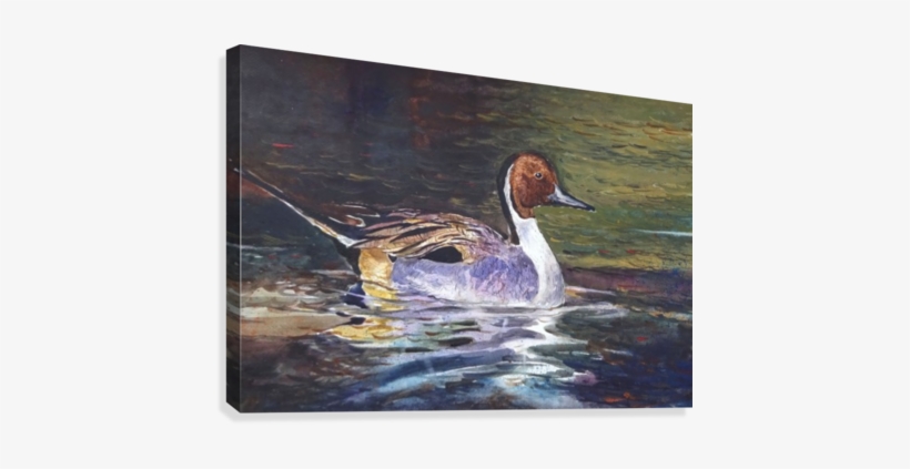 The Duck Canvas Print - Artist, transparent png download