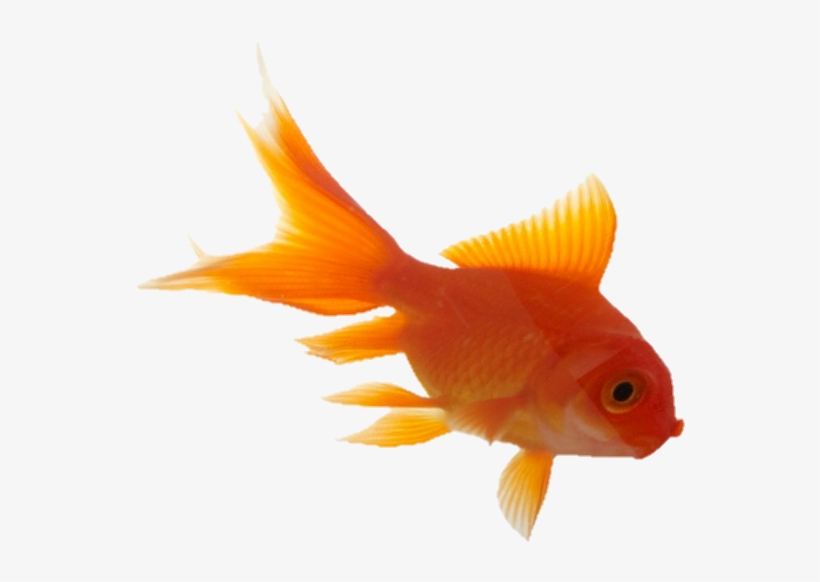 Aesthetic Sticker - سال نو مبارک 1390, transparent png download