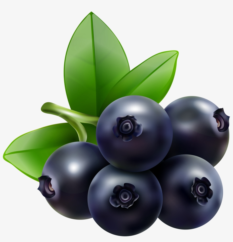 Image Library Download Berries Drawing Bilberry - Blueberry Clipart, transparent png download
